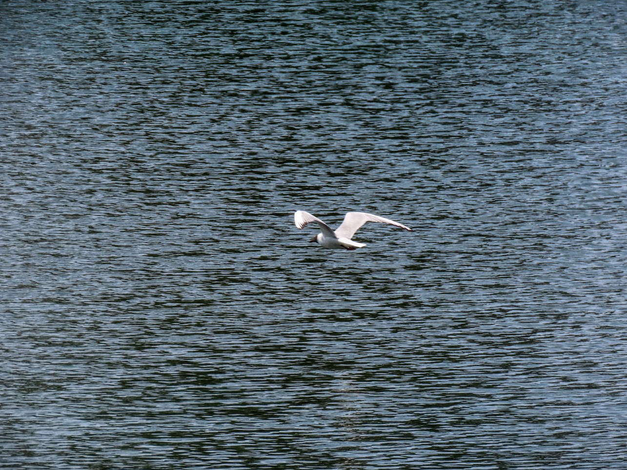 IMG-5428