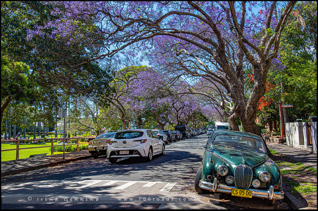 syd-jacaranda-01
