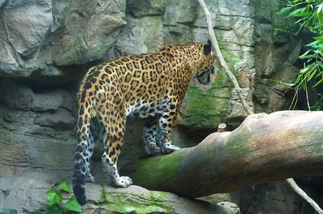 Jaguar.jpg