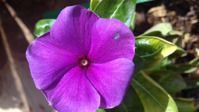 Toko Bunga Krokot Tiara Peach Di Mekarjati Haurgeulis