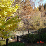 2008-11-29-244