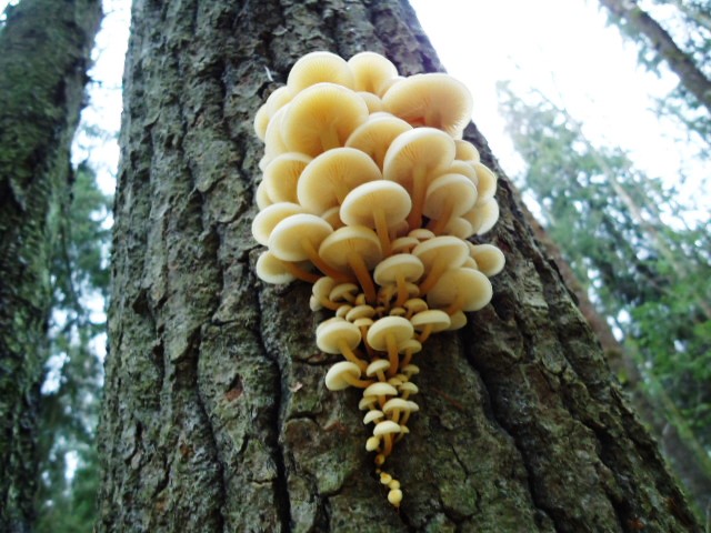 IPB Image