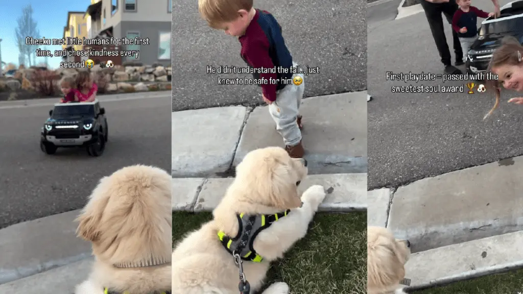 Puppy's Unexpected Reaction to Toddler's Fall
