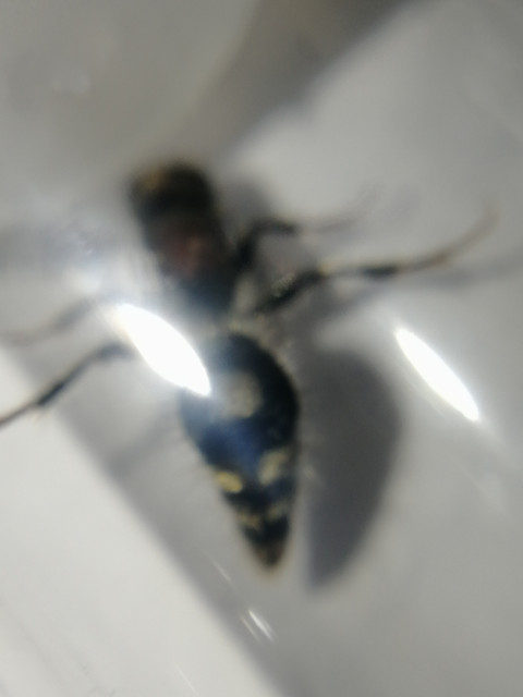 oznor
