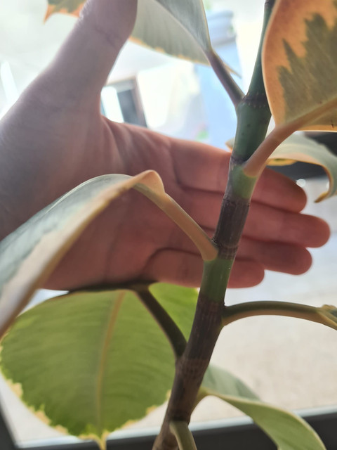 ficusss