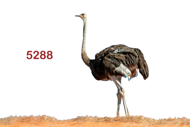 8.png