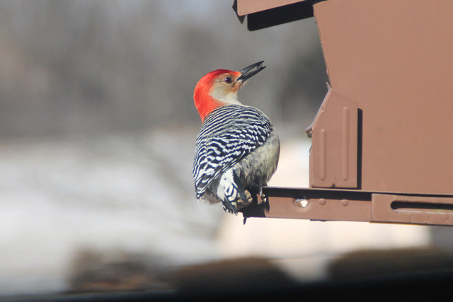 flicker2