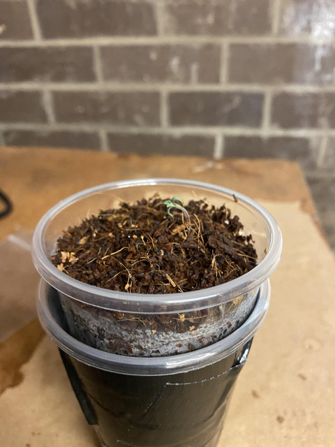 seedling