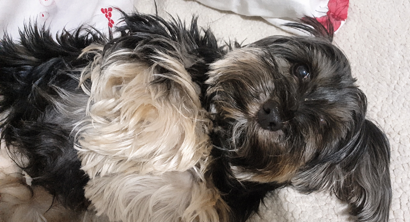 Jesse the adorable male Yorkie lying on his back showing his fluffy chest