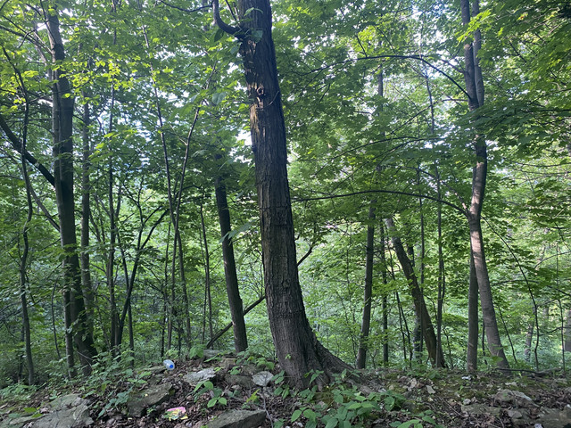 IMG 0438.jpg