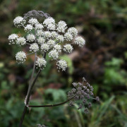 DSC7677