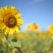 Summer Background