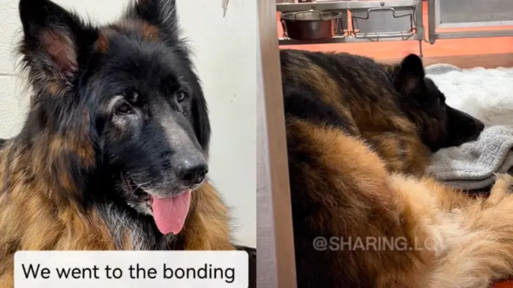 Heartbroken Shelter Dog's Fate Reversed