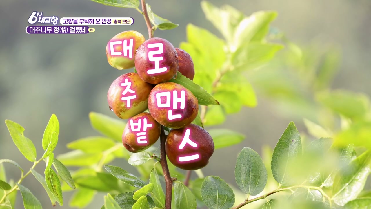 6시내고향 충북 보은 대추 추가 캡처 1
