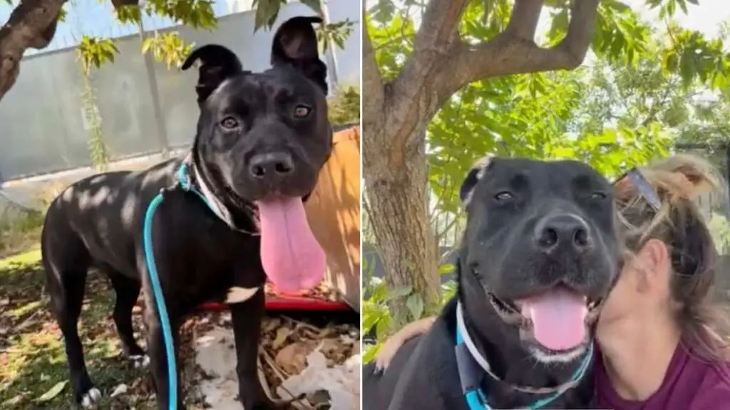 Shelter Dog Seeks Comfort from Stranger Who Knew Her Sad Past