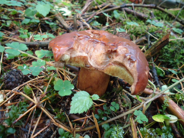 DSC00188.jpg