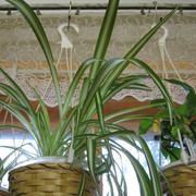 IMG 6476