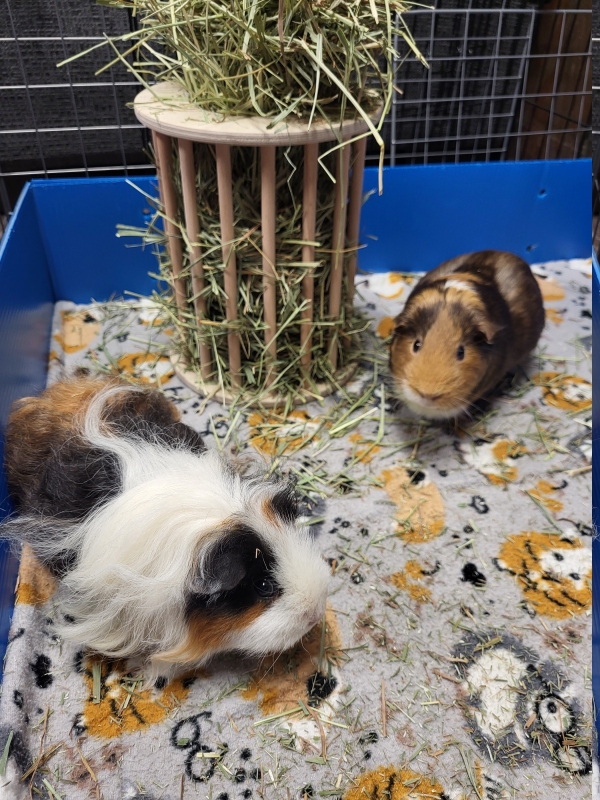 bella beatrice2