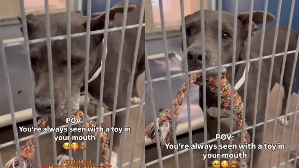 Martini’s Toy‑Clutching Habit Draws Hearts, Sparks Hope for Adoption