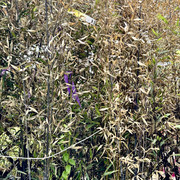IMG 6805