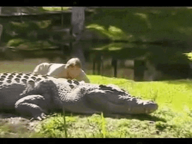 alligator-schleichen.gif