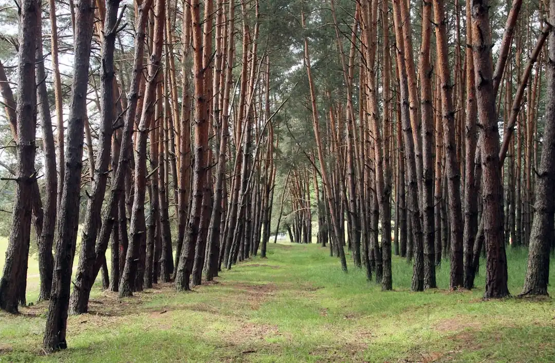 Forest Therapy Boosts Cancer Patients' Quality of Life