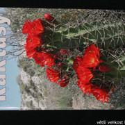 IMG-3313