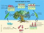 fases Repilo del olivo, Fusicladium oleagineum, Spilocaega oleagina, Cycloconium oleaginum
