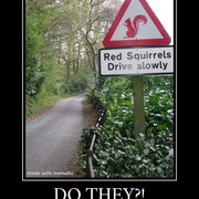squirrel