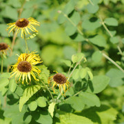 DSC5496