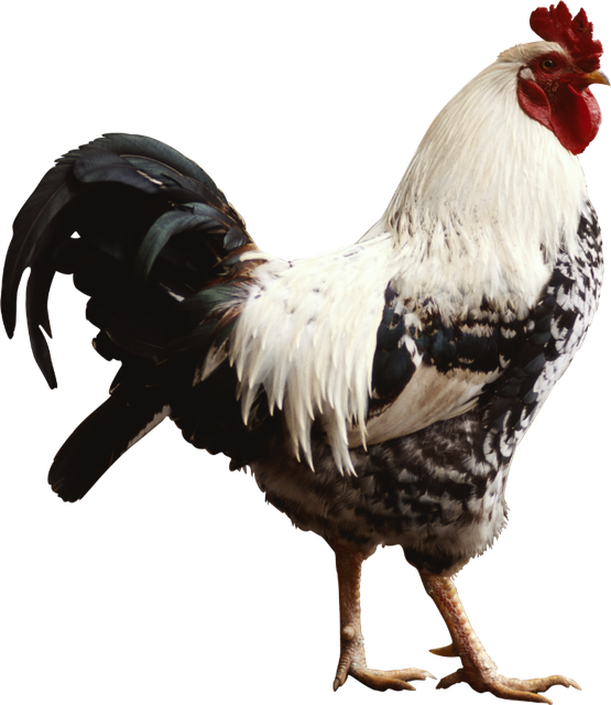 Clipart-fowl-25