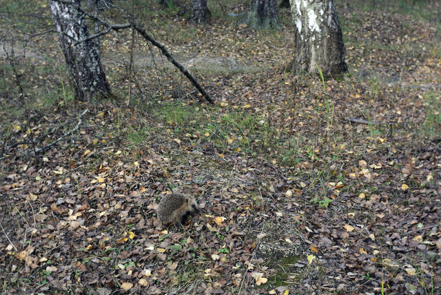 DSC7469.jpg