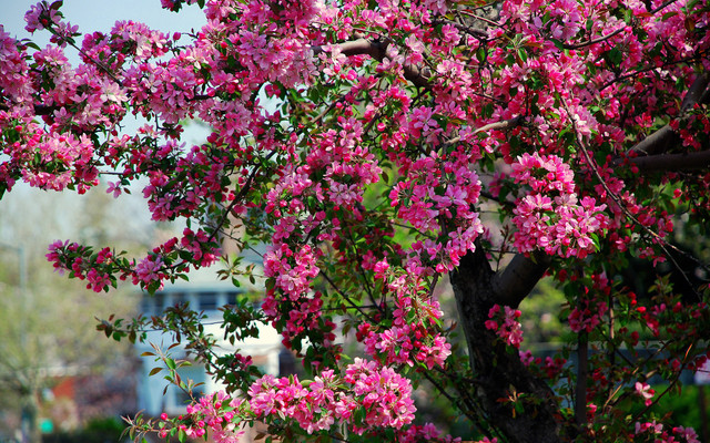 spring-069