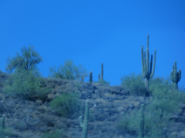 P1010874.jpg
