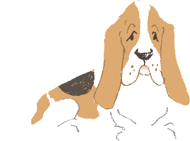 Basset