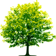 tree-png-756