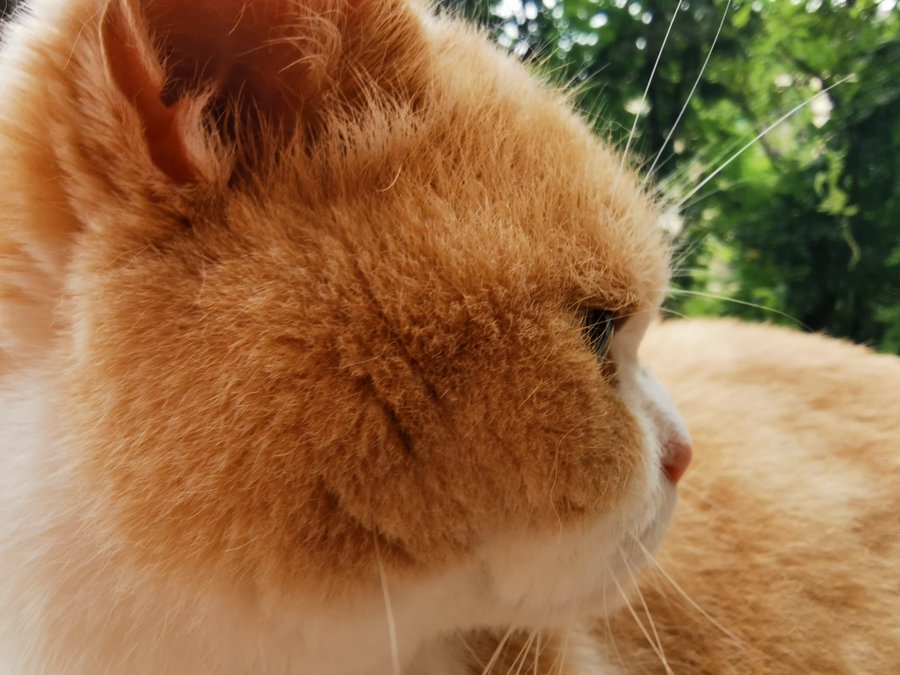 A picture of an orange cat very close to the camera, facing right.