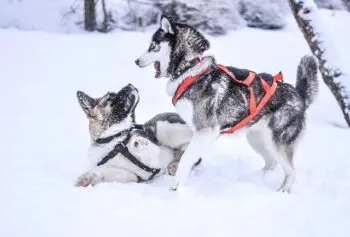 Top Husky Activity Trackers for 2026