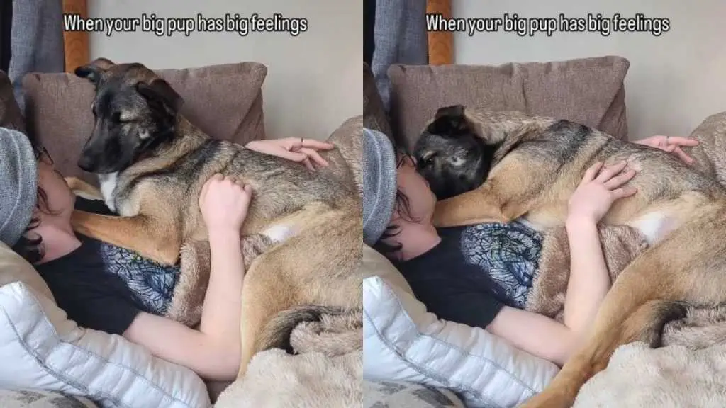 Rescue Dog Transforms into Cuddly Companion, Craves Attention from Owner