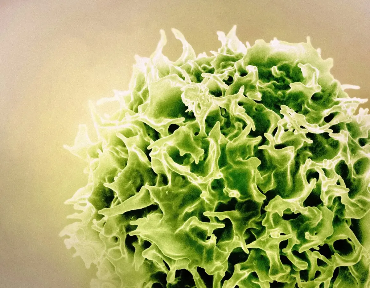 Unlocking the Immune System's Secrets for Lasting Protection