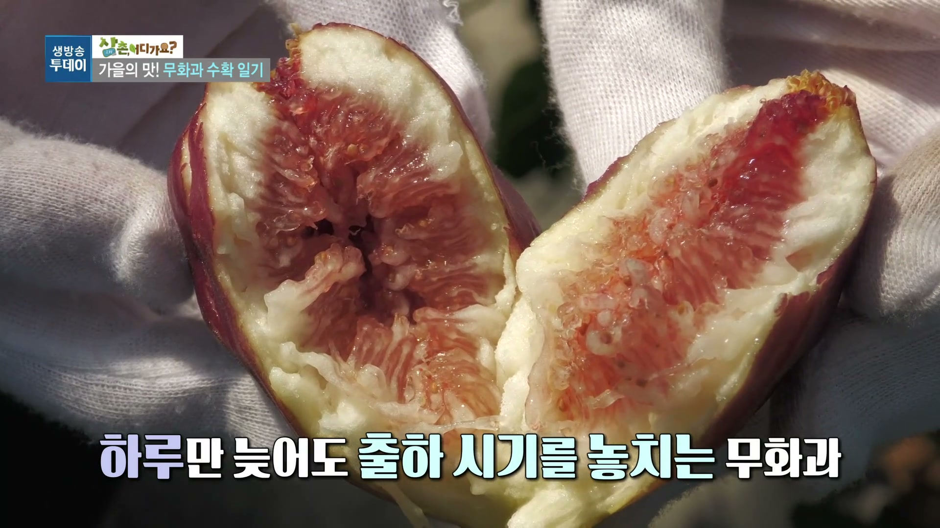 생방송투데이 삼촌어디가요 무화과부부 추가 캡처 4