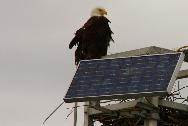 Bald-Eagle-2