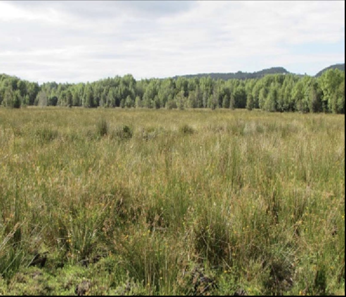 Campo Queilén 1.200 hás