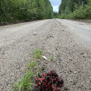 IMG 4969