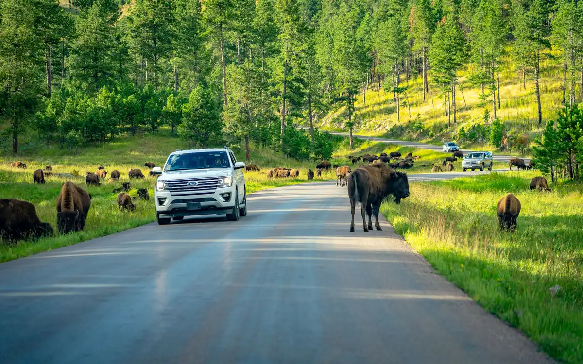 Underrated U.S. Parks for a Bison Encounter