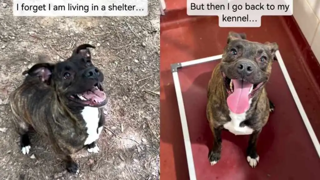 Longest Resident Shelter Dog Hopes for a Better Tomorrow