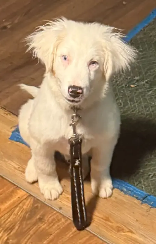 Deaf and Blind Australian Shepherd Puppy Seeks Forever Home
