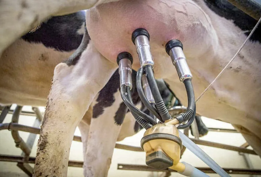 Ganadería con tecnología ECOMILK