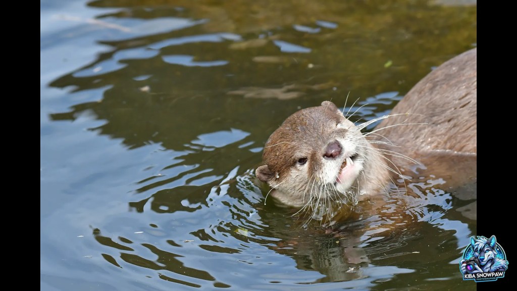 An otter swimming towards the camera.