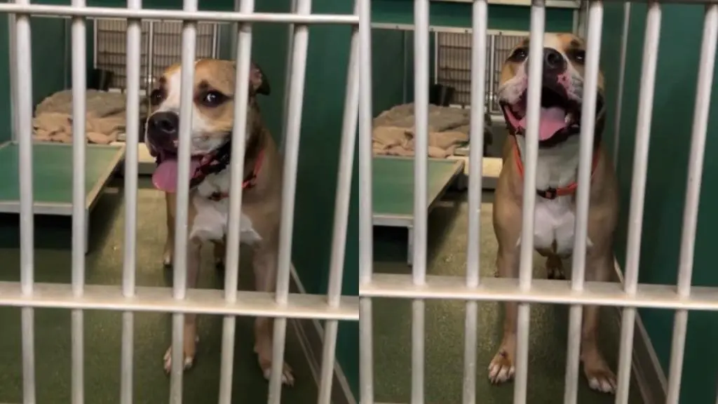 Seven-Year-Old Shelter Dog Thor Awaits a Forever Home